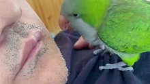 动物的迷惑行为大赏，男子睡着后鹦鹉为男子拔胡子叫他起床