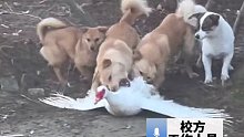 几只狗在校园放养区撕咬一只鹅