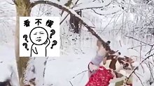 网友带五只狗狗去玩雪，结果都和一根树枝杠上了