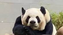 #一方水土养一方大熊猫  澳门大熊猫气质似赌神，霸气出场。 #大熊猫  来源：@Ria有隻肉丁