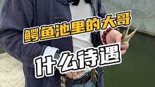 鳄鱼池的大哥什么待遇？#鳄珍#鳄鱼 #鳄鱼小镇