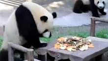 有地方特点的熊猫们#搞笑 #熊猫 #可爱