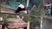 #擦边 #大熊猫 动物园：它自愿的