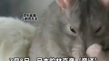 男人生娃不是梦？ 日本科学家首次让两只雄性老鼠“产仔”！