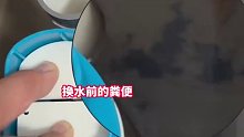 男子把甲鱼养马桶水箱，每天“一键换水”超省心