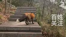 男子在杭州爬山偶遇一只赤狐引路，狐狸几步一回头等男子跟上。#万物皆有灵性