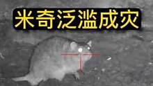 农场的老鼠泛滥成灾，猎人躲在暗处清理老鼠#国外合法拍摄国内请勿模仿 #狩猎 #老鼠