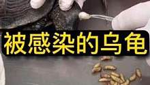 乌龟体内居然被马蝇幼虫寄生感染了#马蝇幼虫