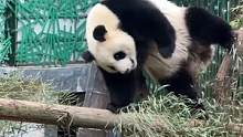 #大熊猫 ：和我一起~擦玻璃~#国宝熊猫 #搞笑 #娱乐评论大赏