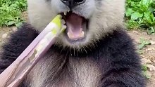 好喜欢看大熊猫吃播，好香哦