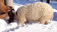 羊毛还真不一定出在羊身上，网友：这是羊出轨了？还是猪劈腿了