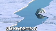 摄影师偶然间拍到北极熊飞渡冰裂隙瞬间