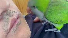 动物的迷惑行为大赏，男子睡着后鹦鹉为男子拔胡子叫他起床