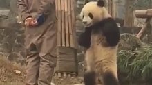 大熊猫蔓越煤有多霸气