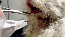猫咪舔毛导致毛发打结，勾住犬齿，结果嘴巴合不起来了