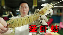 逛惠州码头居然发现猛虾蛄，吊打泰国富贵虾，性价比超高