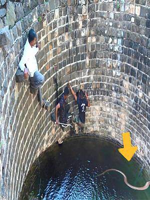 10万人的吃水井，变成了巨型蛇窝，印度捕蛇人冒死下井探寻