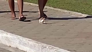 巴西一位网友在街头偶遇可爱一幕：一只超级超级小的小狗在跟着人类散步…
