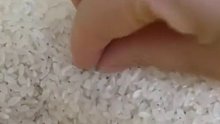 原来米虫是从米里出来的