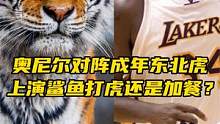 体测数据对比！奥尼尔对阵成年东北虎！上演鲨鱼打虎还是加餐？