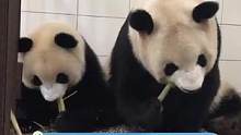 #大熊猫胖大海 瞬间心虚，妈妈：让我看看怎么个事儿啊#大熊猫瑛华 #熊猫