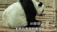 怎么回事，好像在泰国的熊猫也b过的不怎么好#熊猫