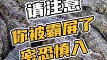 请注意！你被霸屏了，密恐慎入#鳄珍 #鳄鱼 #鳄鱼小镇