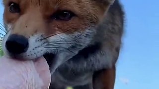 国外小哥投喂了一只小狐狸，没想到竟然被尾随回家，熟系之后狐狸本性逐渐暴露