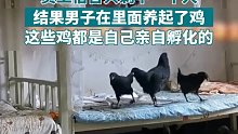 男子在一个人的员工宿舍，养起了鸡