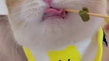 猫咪爱舔毛又不吃