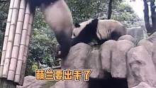 #大熊猫萌兰 专业坑妈，最后被妈妈#大熊猫萌萌 拉去没人的地方谈心了#熊猫