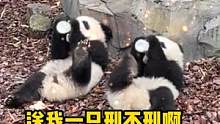 #喝奶要翘着脚的熊猫 真的被萌晕啦！！！