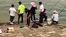 钓鱼爱好者 分享钓鱼乐趣，哦吼，上了岸的鱼都跑了，只可惜