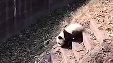 这大概就是熊猫珍贵的原因？