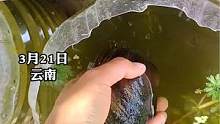 #河蚌 天然生物过滤器#生态 #开眼界了 （来源：财经时间）