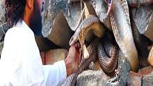 世界最强捕蛇人，毒蛇咬了300次而不死，直到遇见了2条印度王蛇 #户外探险 #印度 #纪录片