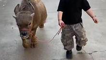 男孩牵着自己的小牛宠物出门～#奇闻趣事 #家有萌娃 #可可爱爱