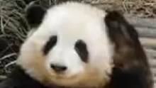 平常超可爱的熊猫这一笑，有点相信它是蚩尤坐骑了#娱乐评论大赏 #熊猫