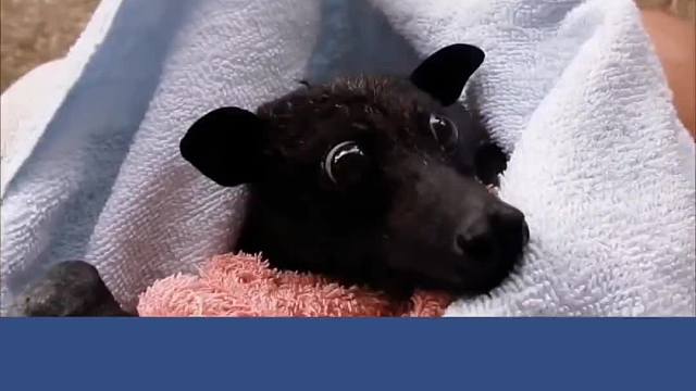 被救回来的小蝙蝠，竟然喜欢吃香蕉