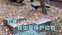 一只孔雀飞进园子挑衅熊猫，结果