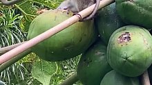 一直以为这木瓜是被鸟吃的，今天才发现是老鼠