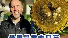 世界上最重的向日葵重达6公斤，相当于一个保龄球！而种植出这颗向日葵的家族也非常擅长种植巨型农作物。#