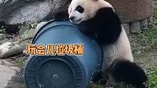 #熊猫 钻进垃圾桶玩儿，结果滚下坡成泥团子了#搞笑