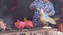 菜场老板用手指头“噶”鸭子，7秒处理一只，全程不用刀