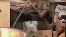 动物也疯狂