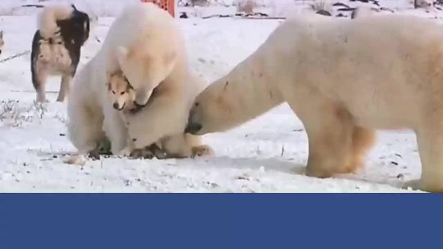 北极熊将哈士奇抱怀里取暖，熊：感动不？二哈：我不敢动！