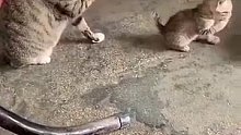 猫猫的表演，一对猫母子同步率百分百！这肯定是亲生的