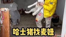 本来想带着哈士猪去跟