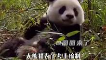 大熊猫为了考上编制能有多拼#大熊猫