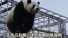 送么么儿去上学！别耽误了孩子#大熊猫#萌兰